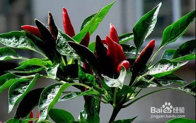 把它们养起来，阳台菜园能如花儿一样美~