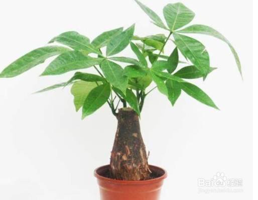 办公室里，办公桌上养什么绿植比较好