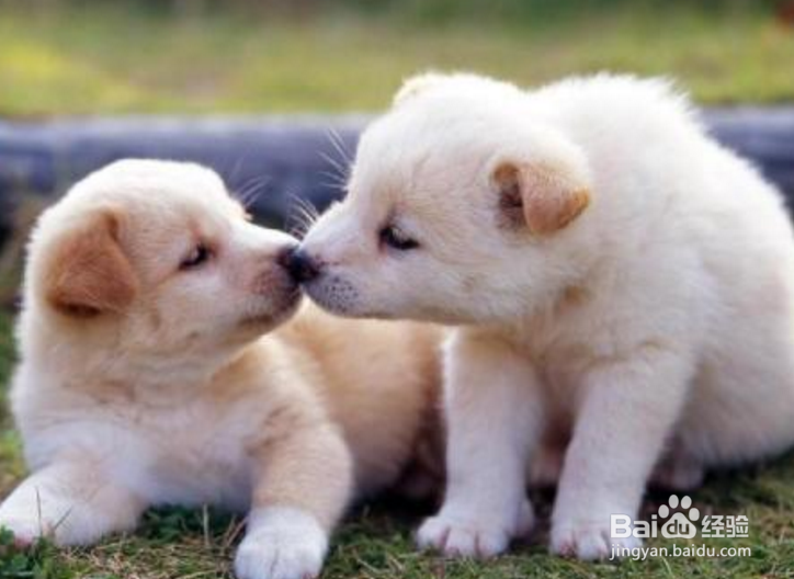 狗狗打嗝怎么办