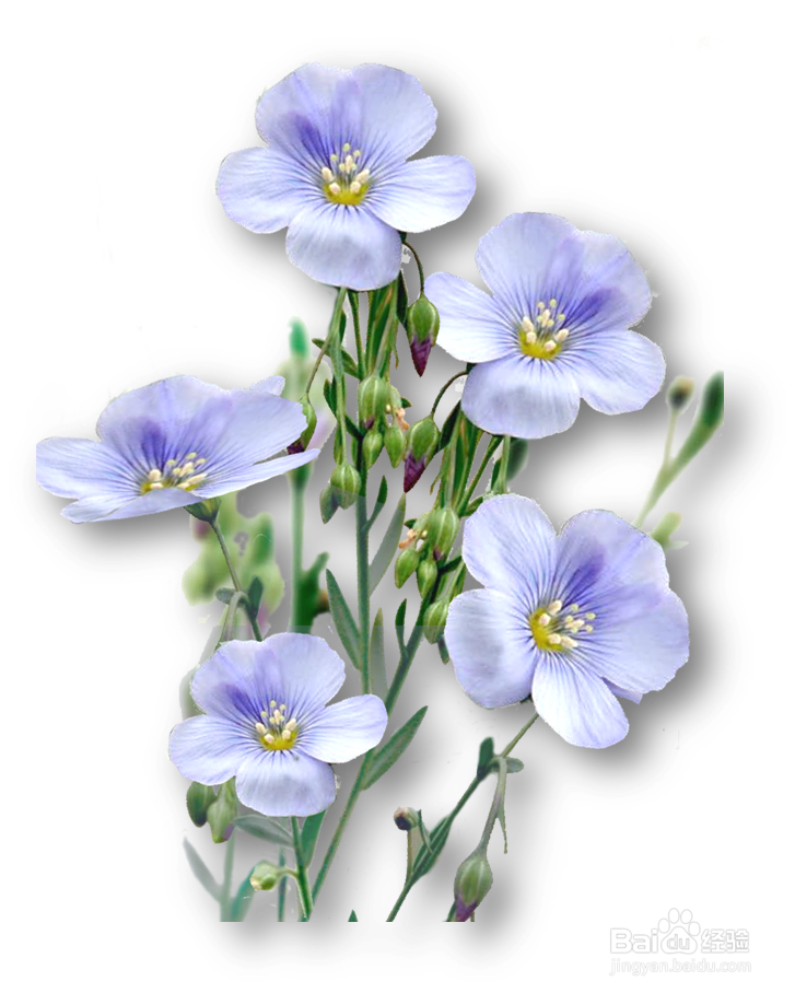 亚麻子的食用方法