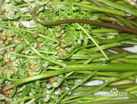 田间地头的野菜好处多，能治病（下）