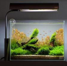 草缸壁上的绿苔怎么办