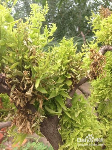 枣树疯病最佳治疗方法