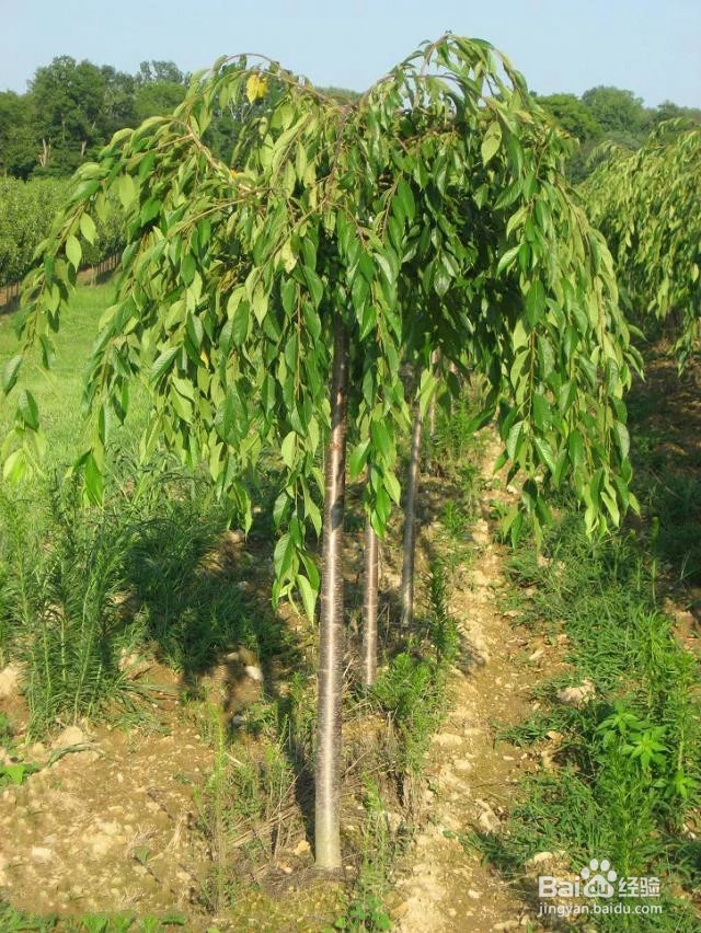 八重红枝垂樱入秋后的管理技巧