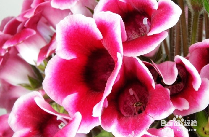 大岩桐要怎么栽培管理?