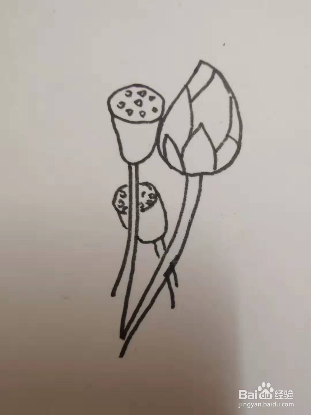 如何画荷花的速写