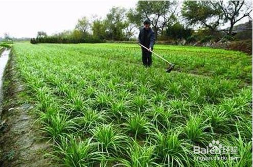韭菜如何种植