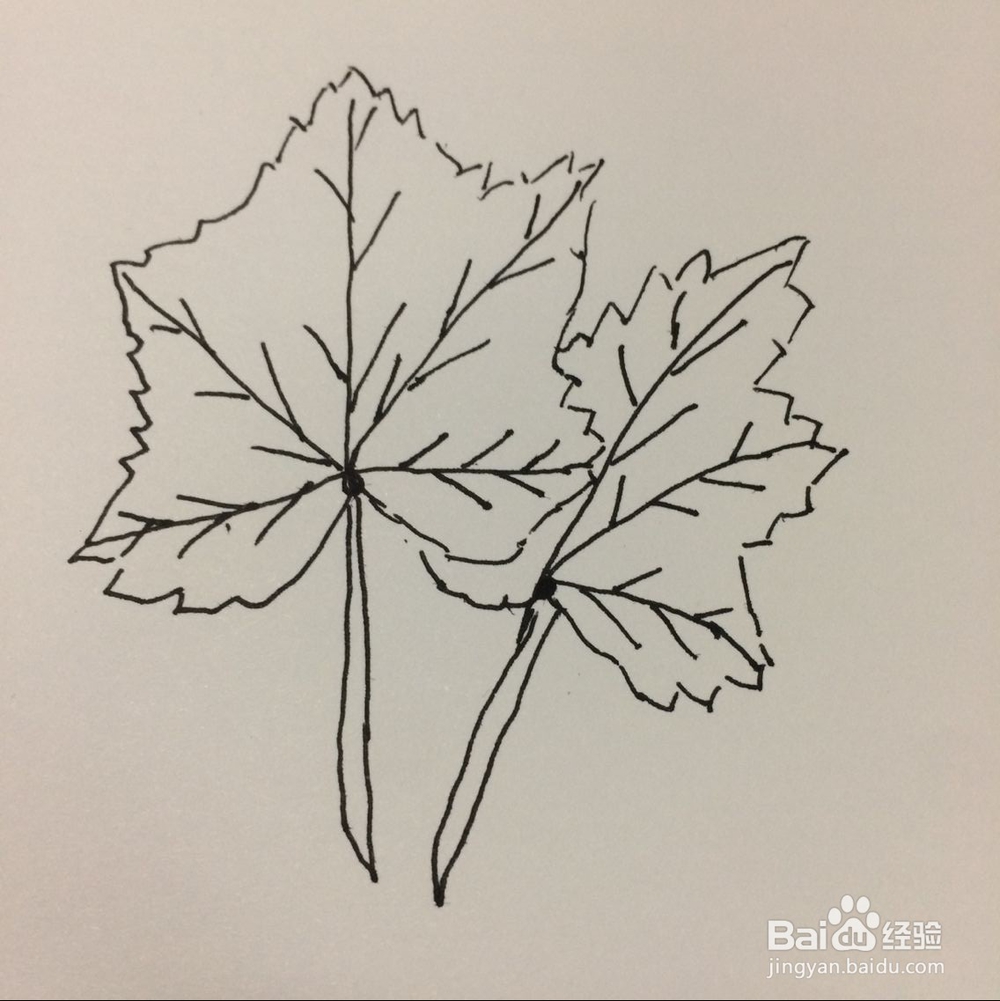 怎样简笔画树叶