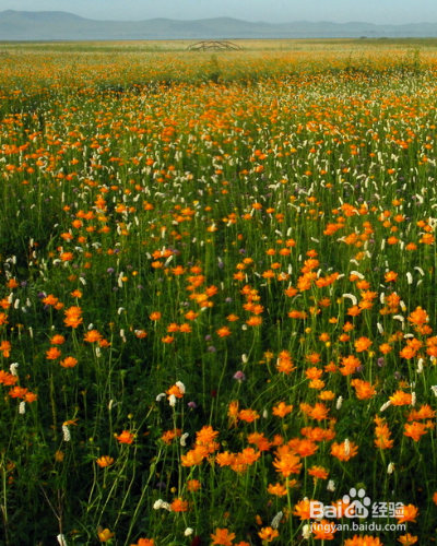 怎么养殖草本植物金莲花？