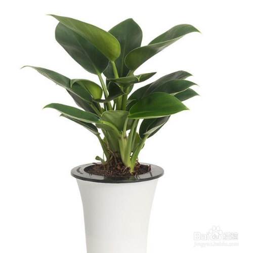 绿钻的培育方法和注意事项