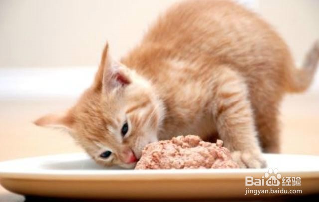 纠正猫咪挑食的办法