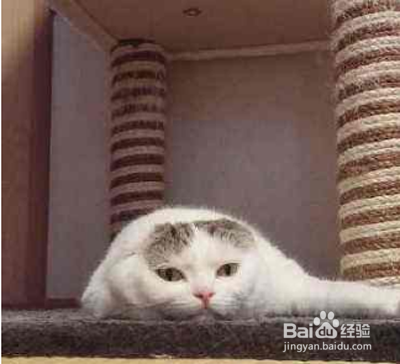 猫咪精神不好食欲不振怎么办