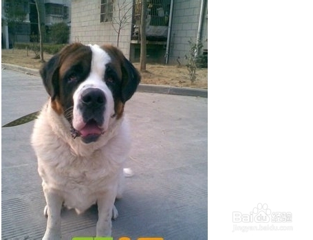 圣伯纳犬喜欢什么玩具?