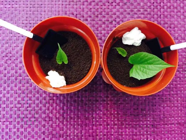 简单易学木糠杯