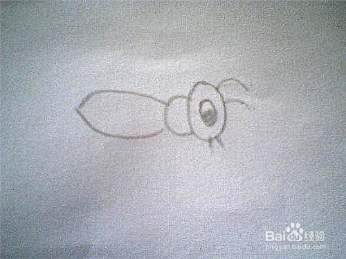 简笔画蜜蜂的画法