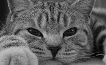 养猫应该注意点什么？