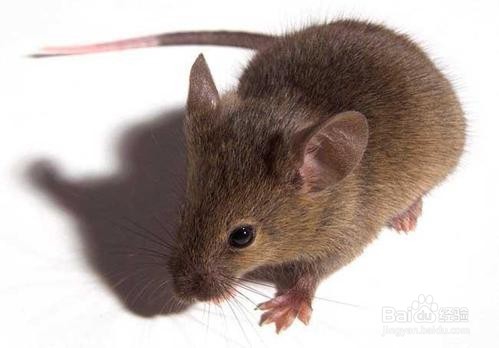 白云灭鼠怎么预防老鼠