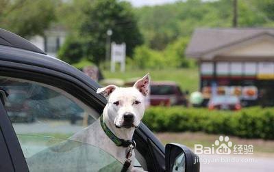 异地养狗怎么带回家