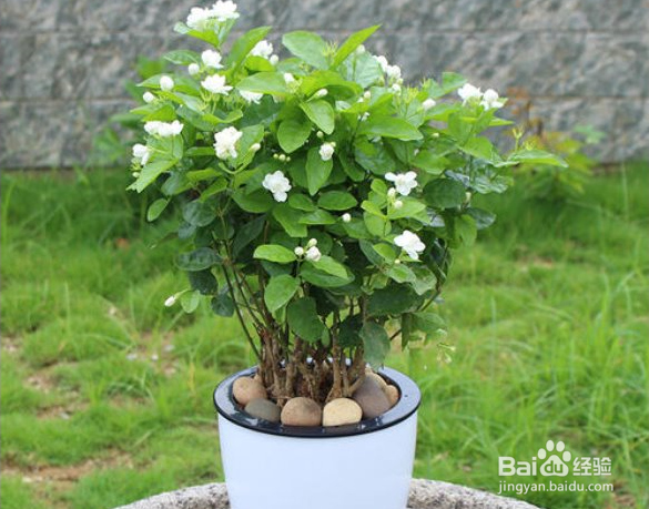 养护茉莉花需要注意哪些方面