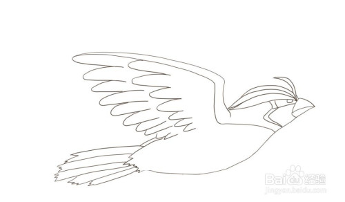 怎么画精灵宝可梦里的比比鸟