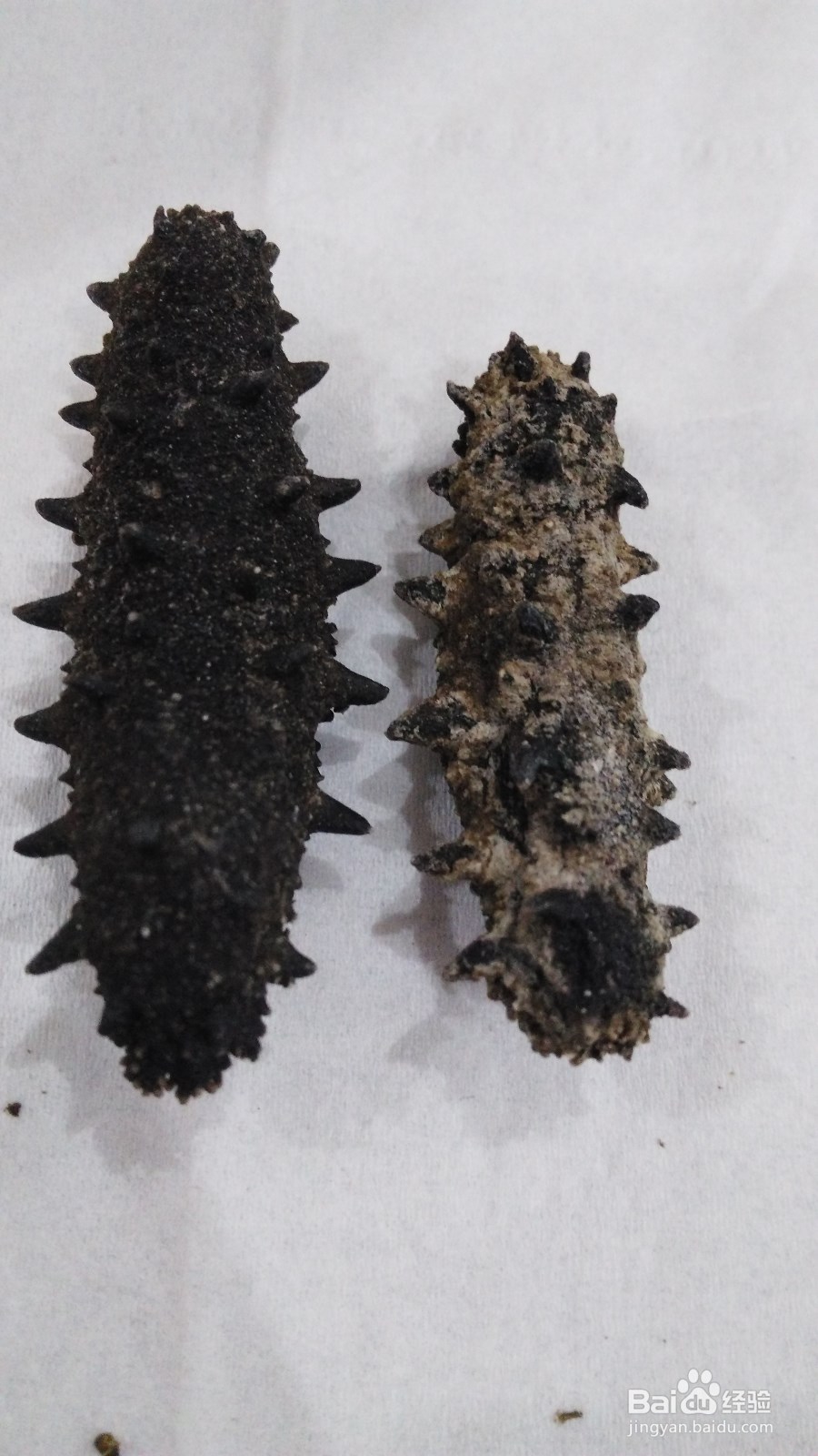 如何区分干海参的好坏