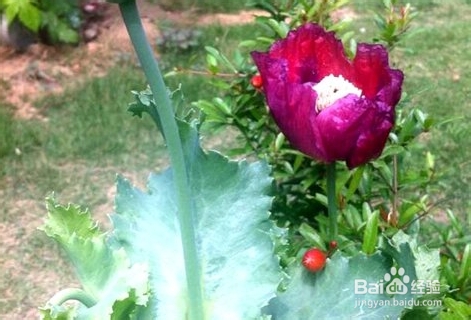 虞美人与罂粟花怎样区别