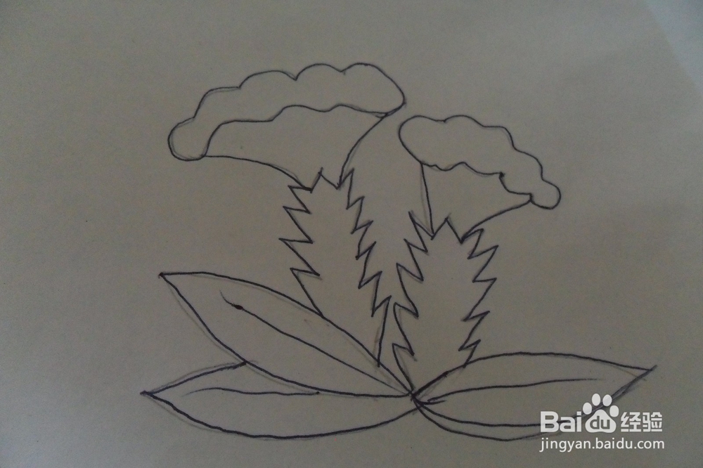 怎么画鸡冠花