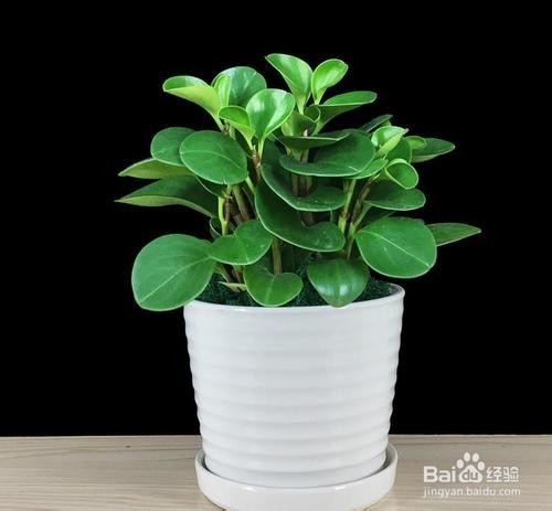 过期啤酒的妙用。