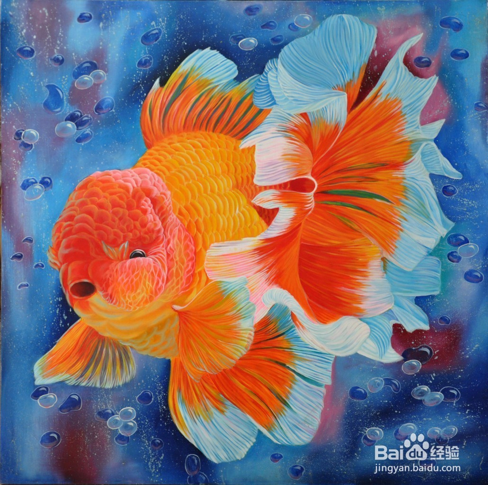 金鱼的头部、眼型、体型、鳞片变异的表现。