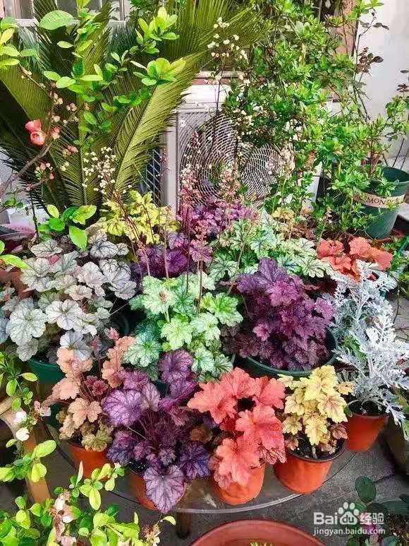 1种叶子五颜六色，耐阴耐冻，养一盆太美了 ￼