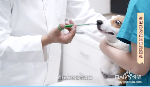 如何给宠物正确的驱虫