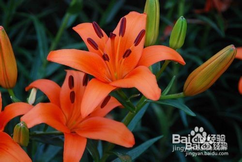 刚买的百合花怎么水养