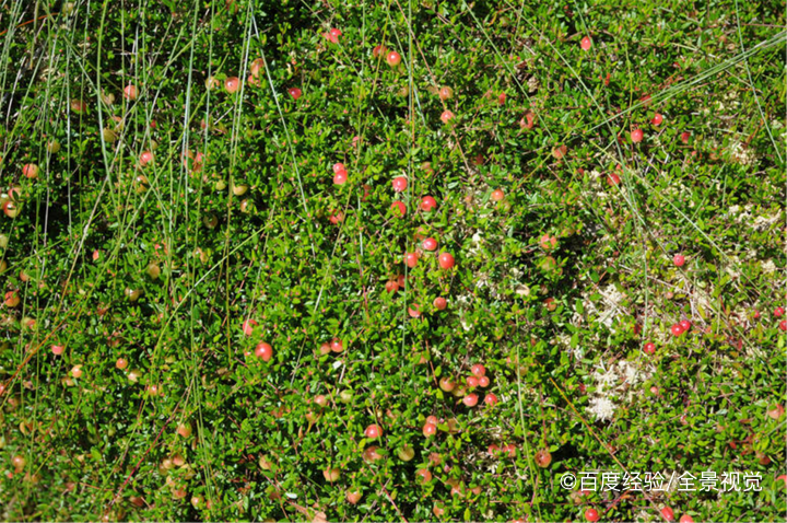 孕期、坐月子能吃蔓越莓吗