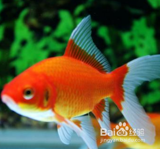 金鱼身子歪了怎么救