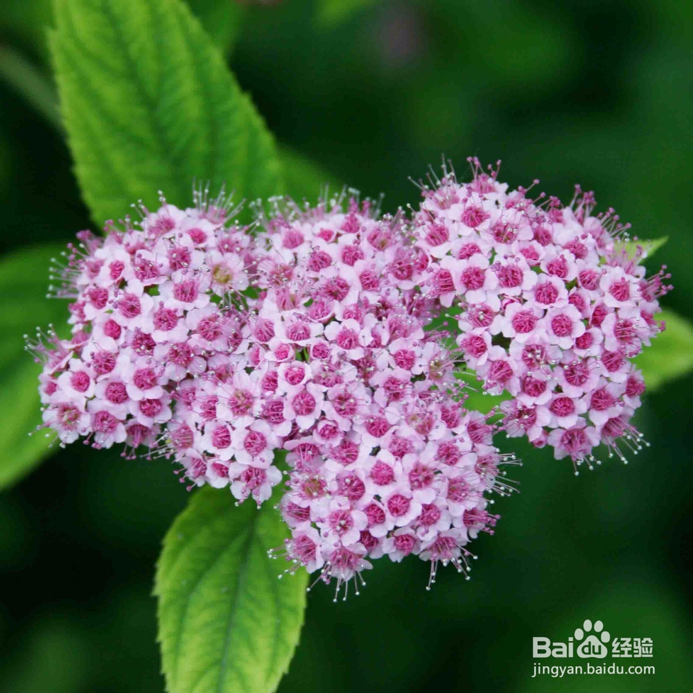 养花节水，让你秒表【种花达人】