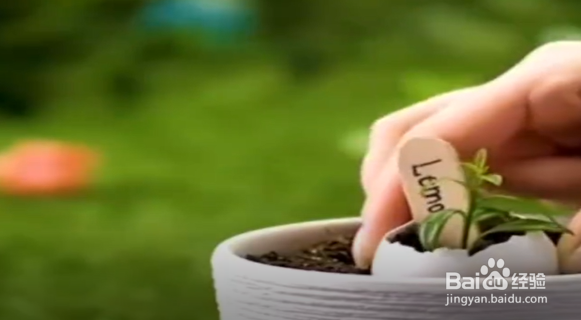 怎样将鸡蛋壳废物利用