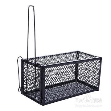 房间有老鼠怎么办