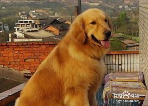 成年金毛的正确饲养方法