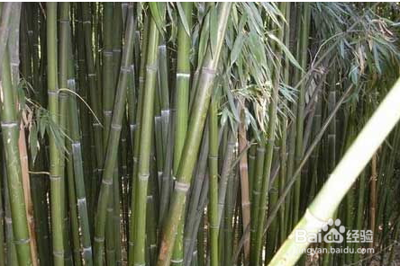 Photoshop制作蝶蝎美人图片合成效果