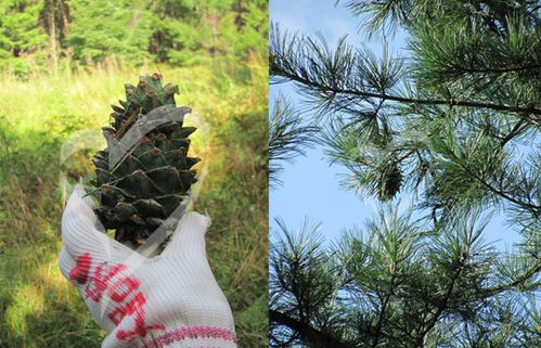 怎样挑选辨别松子
