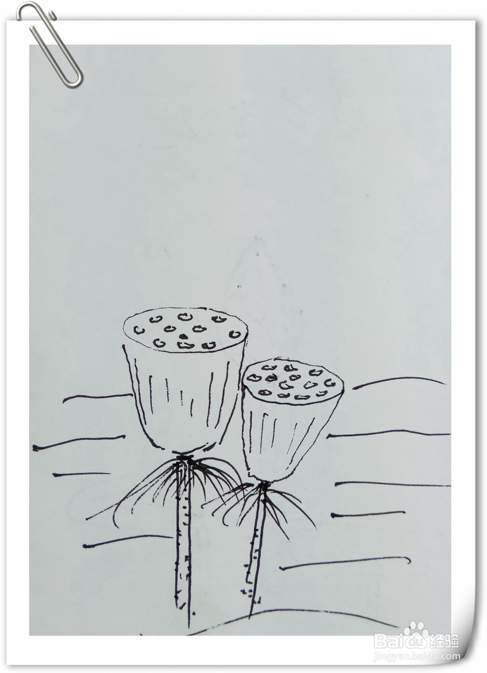 怎样画钢笔画莲子蓬