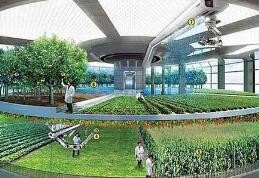 玉米地如何结合养殖