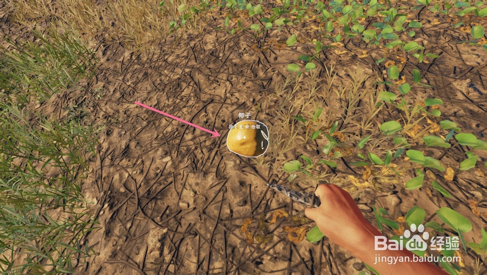 深海搁浅里的椰子有什么吃法？