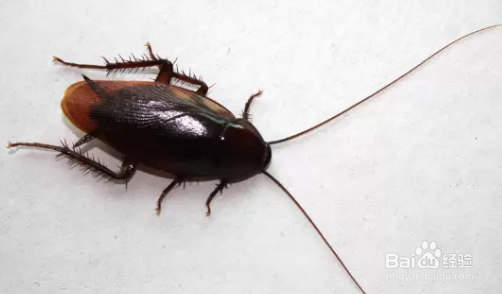 为什么会有蟑螂