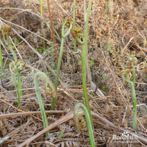 蕨菜的培育方法和注意事项