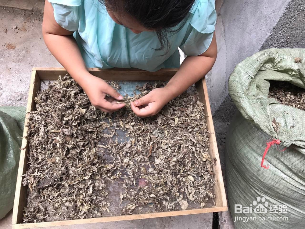 稚艾手工制作艾草绒全过程