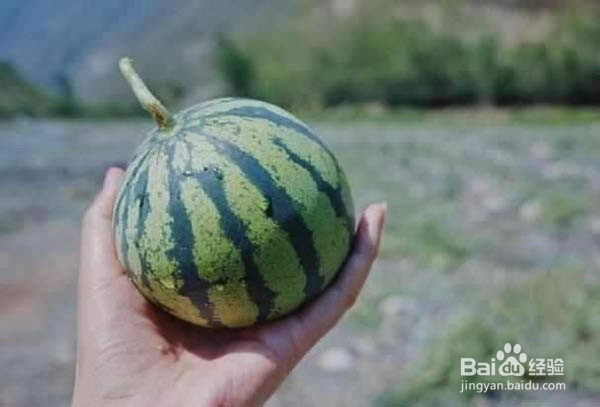 怎么挑选更甜的西瓜