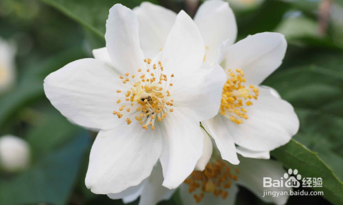 茉莉花冬天怎么养才能安全过冬?