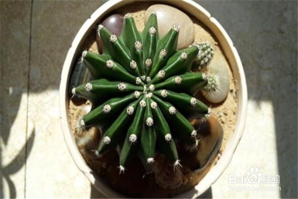 仙人掌怎么养殖和注意事项?