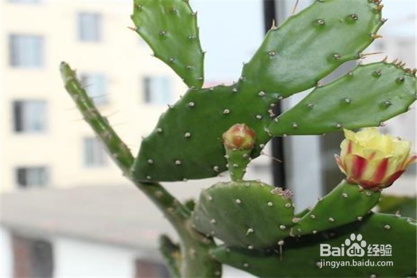 仙人掌的养殖方法和注意事项